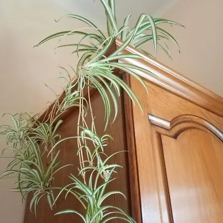 Borghi Bed & Breakfast